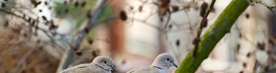 Cookie Swirl C Peppa Pig