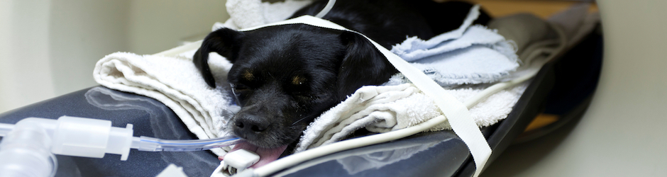 Veterinary Radiology