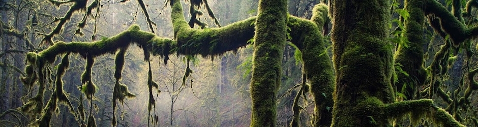 Video For Kids Online