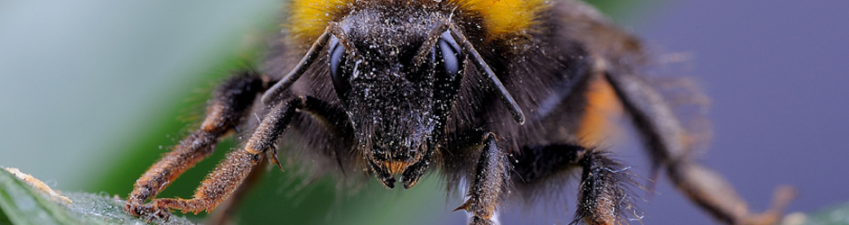 Александр Лебедев