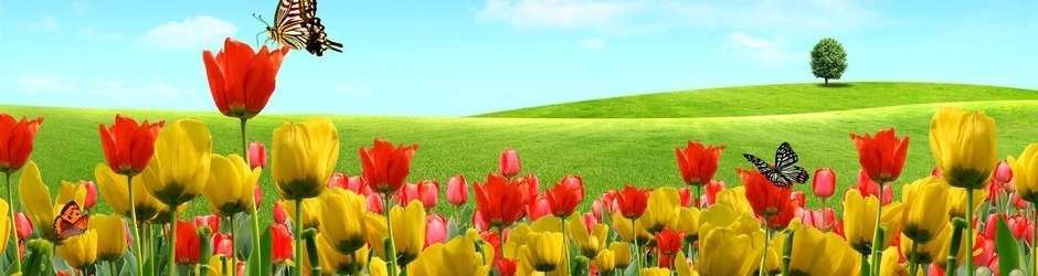 كرم ابن الخطاب