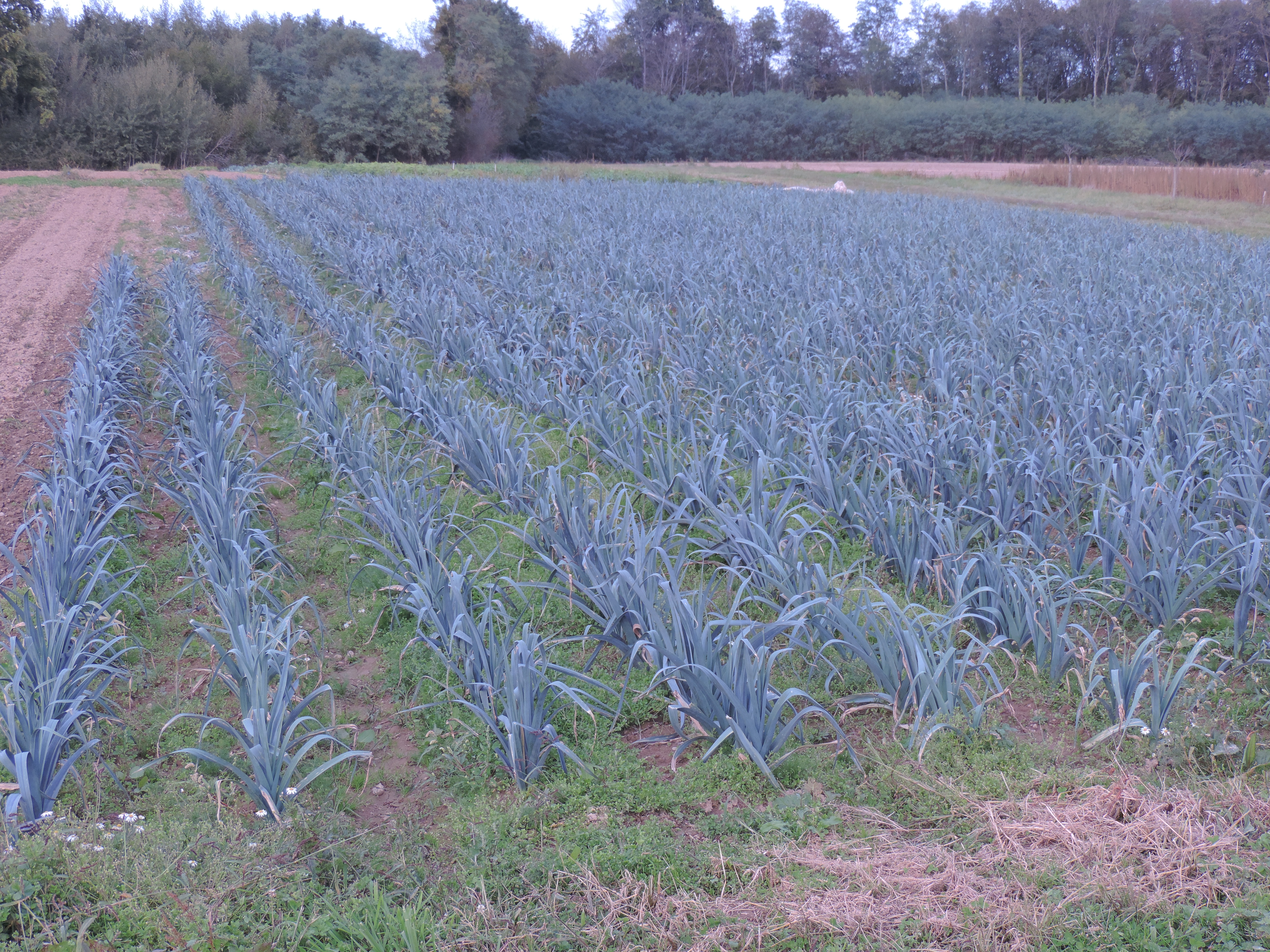 Ferme des pommes d'amour