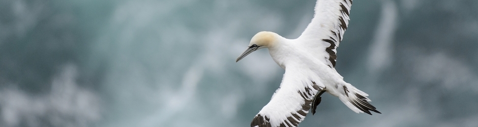 Legacy Spartan and Gamer