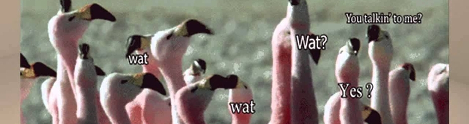 Animals Compilation 2015