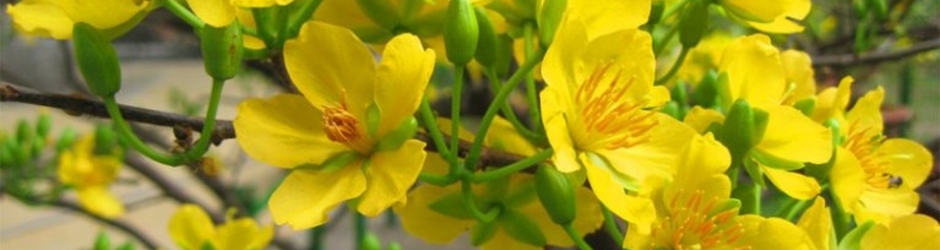 Hài Trường Giang