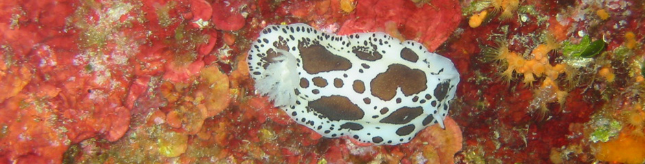 Areamare Diving - Plongées en Sardaigne