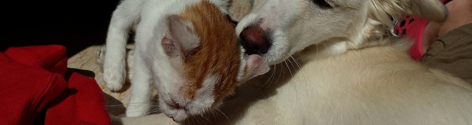 cani e gatti