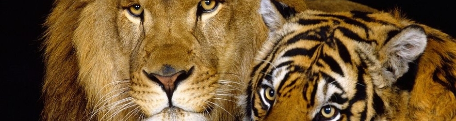 AnyThing No EveryThing