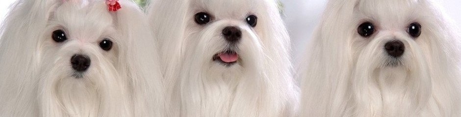 Funny dogs - Смешные собаки