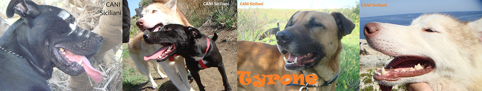 CANI Siciliani