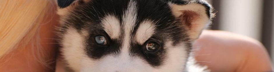 officialhuskyloverscom