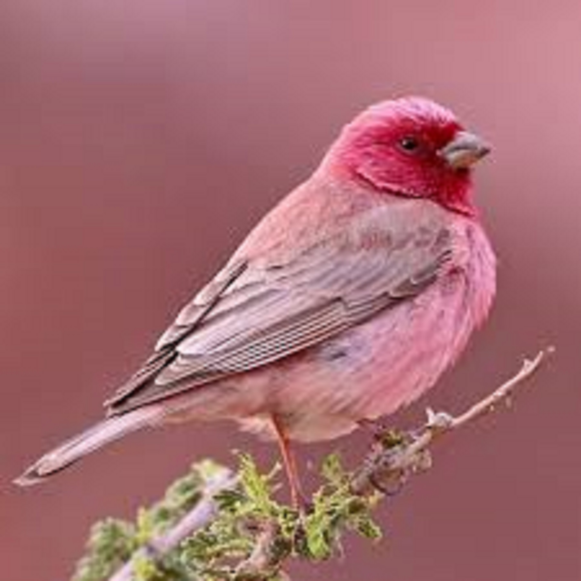 Master Chef Australia