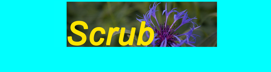 Scrupulous_scrub