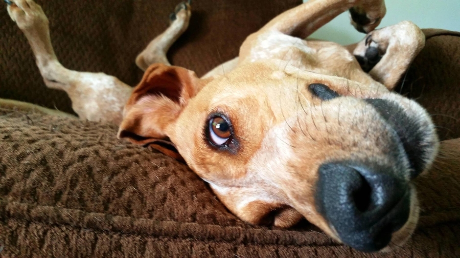 Extremely Cute Animals