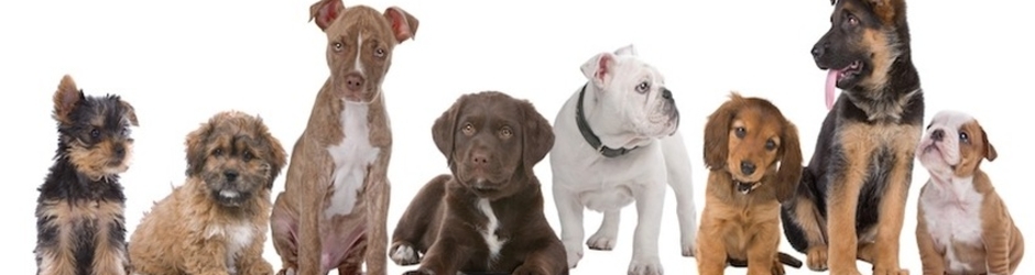 DOG TRAINING - 4UNOW.NET