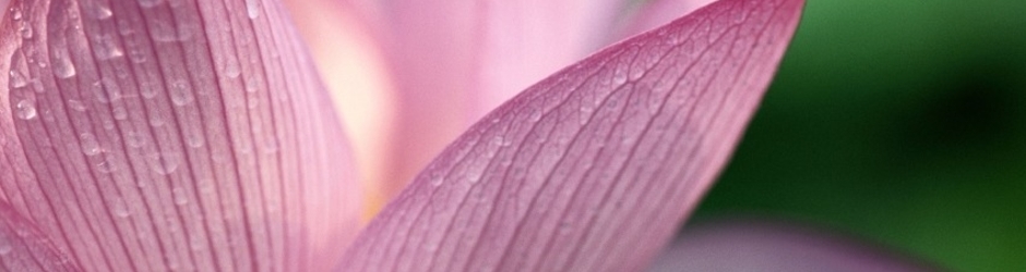 Gandhara Hindko Songs