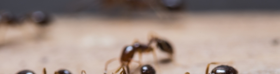 OCP Termite & Pest Control Ventura Exterminator