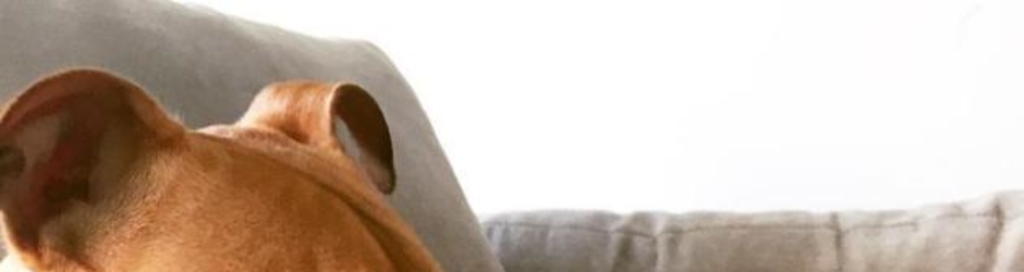 Chad hatten chad hatten