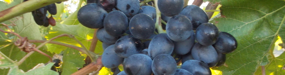 Вова Ивакин