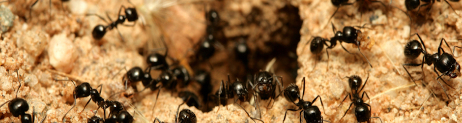 OCP Termite & Pest Control Simi Valley