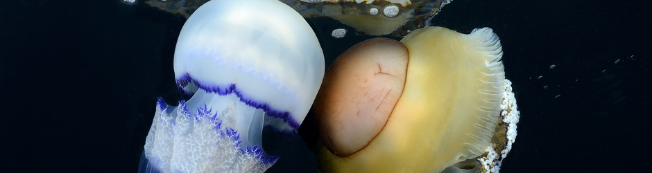 Giải trí mỗi ngày