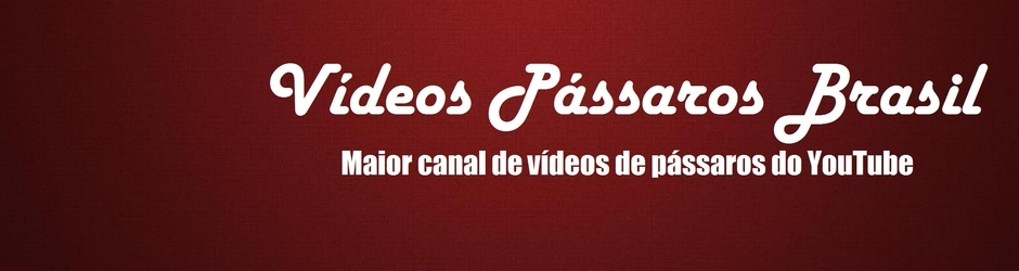 Rodrigo de Poa Vídeos Pássaros Brasi Loja Pássaro