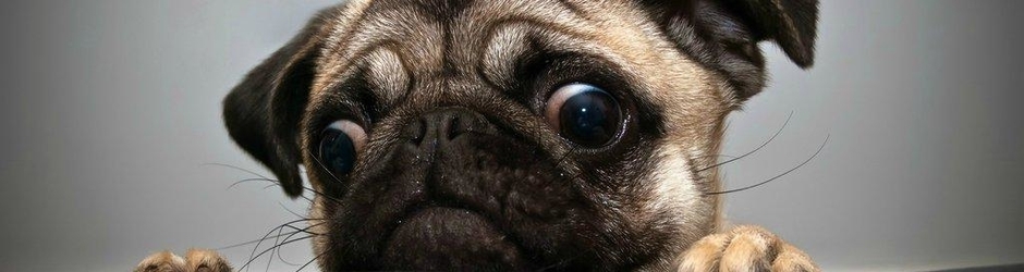 Entertainment Video HD