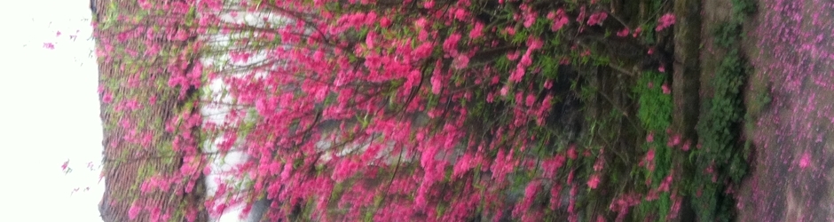 Trailer film - Film de remorque