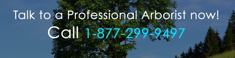 Arboristtree Ondemand