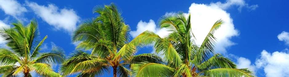 EverlastingNinjaofLife