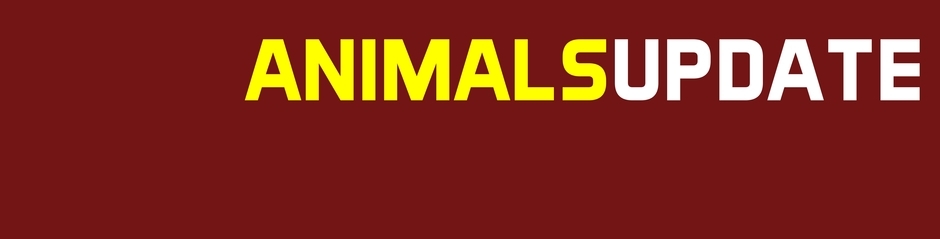 Animals Update