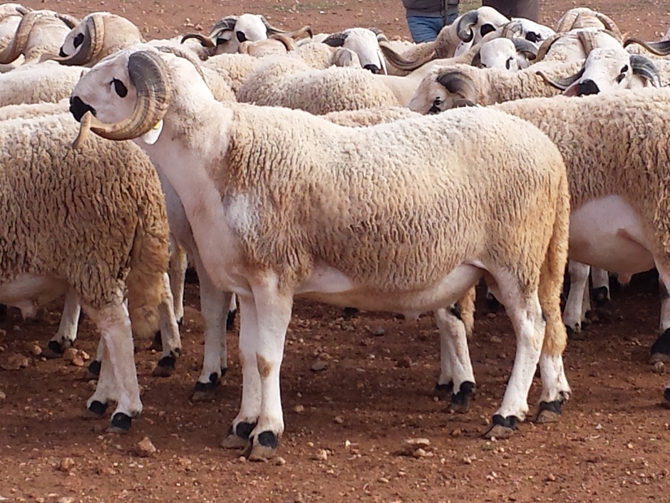 Le mouton Marocaine