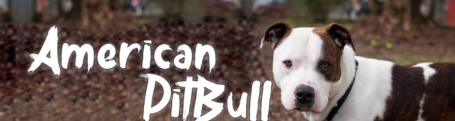 American Pitbull