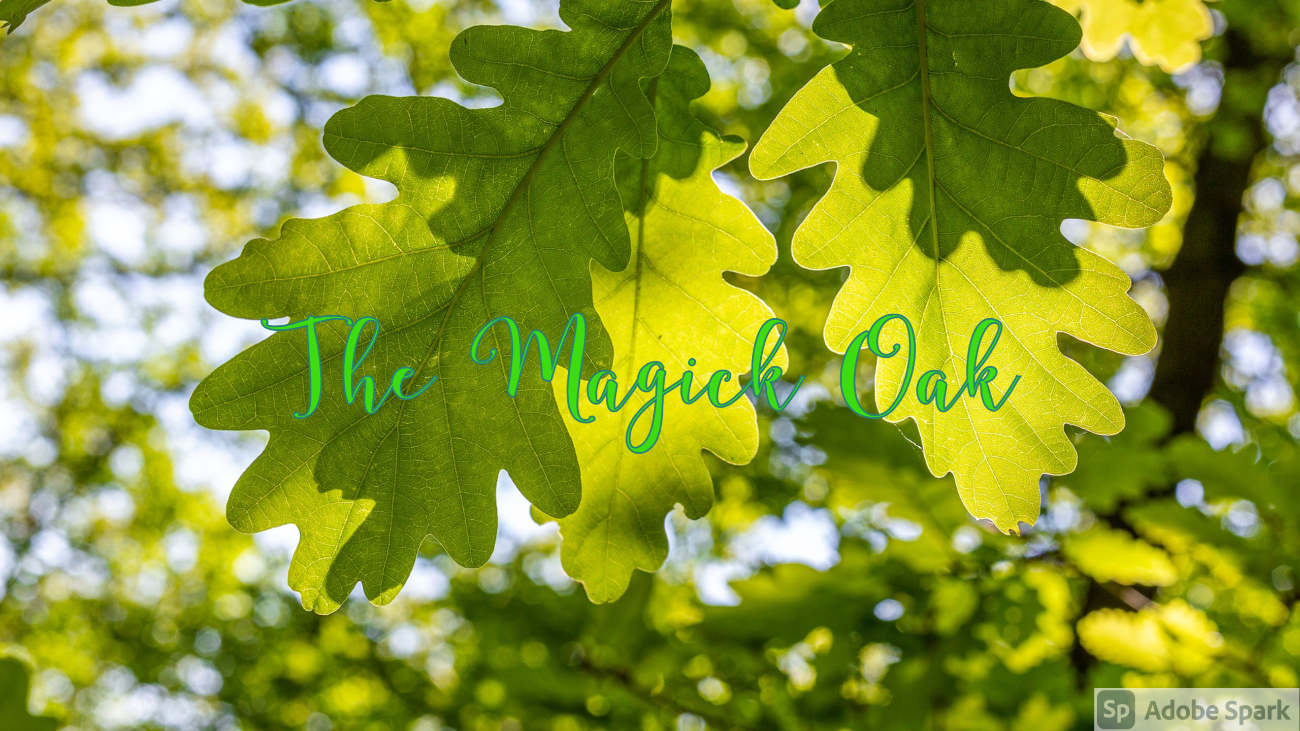 Magick Oak Paranormal