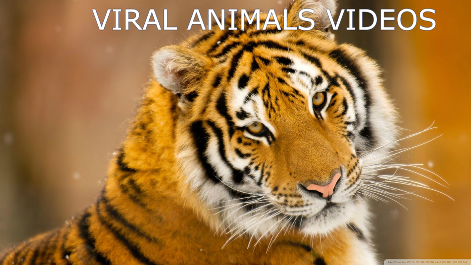 Viral Animals Videos