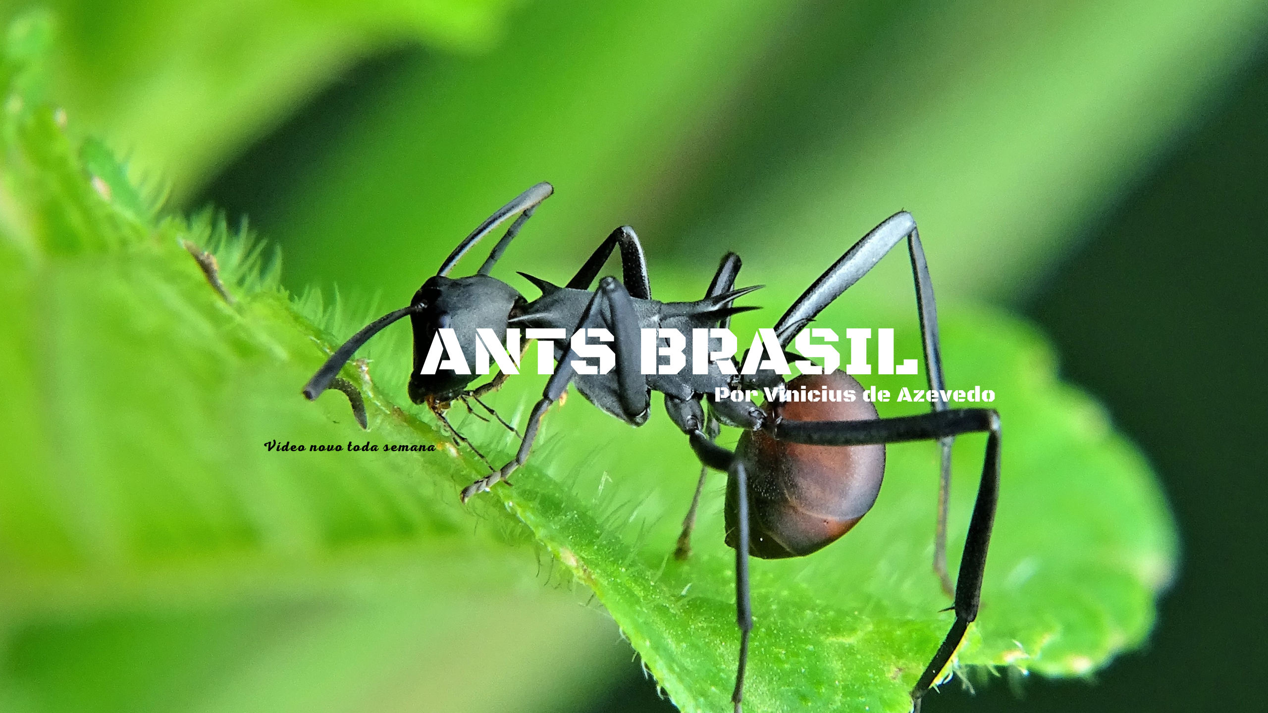 Ants Brasil