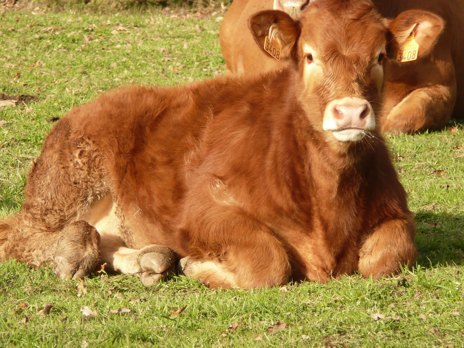 Adeline yon gaec du bois au bé
