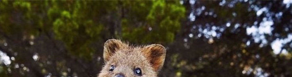 QuokkaFans