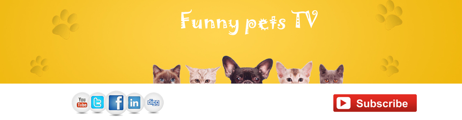 Funny pets TV