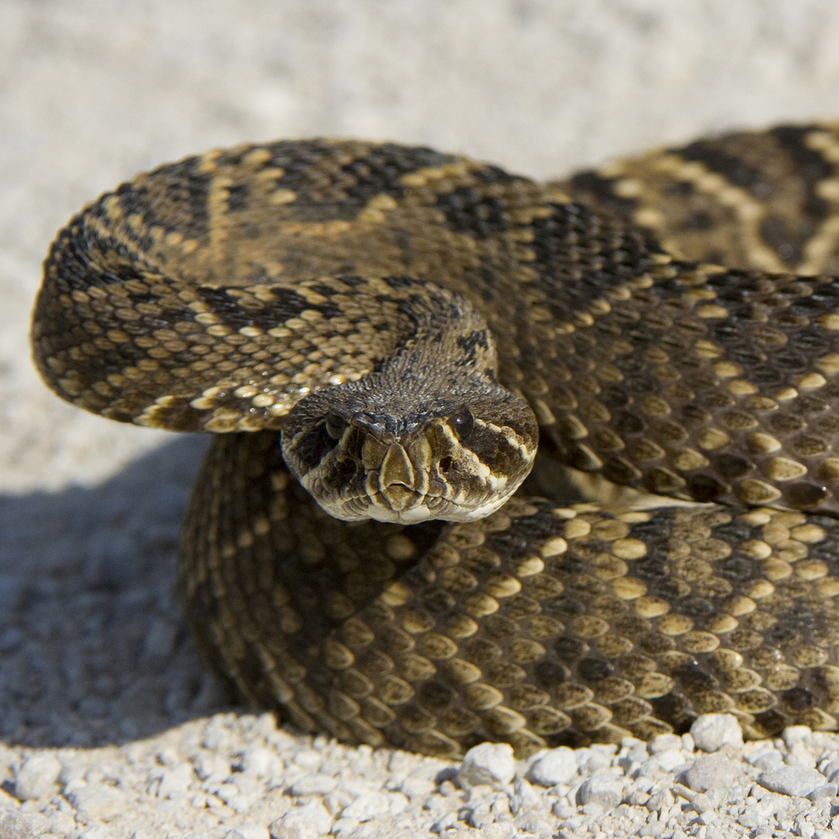 Rattlesnake28535