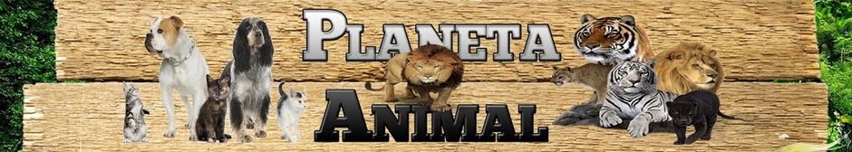 Planeta Animal