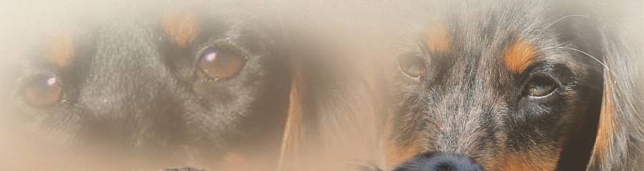 Varnagile chabertlaurence