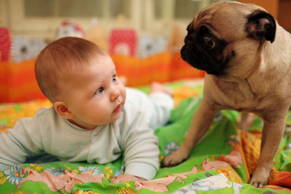 Funny Babies & Pets