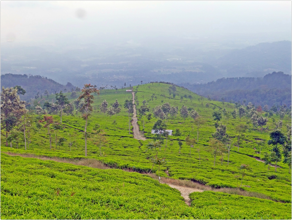 video viral Indonesia