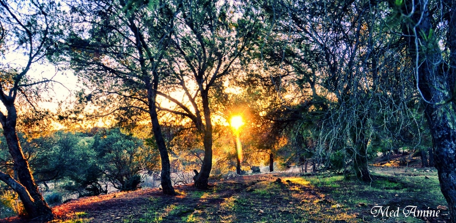 La Vie en Rose ♥♫♪♪♫♫♪♫♥