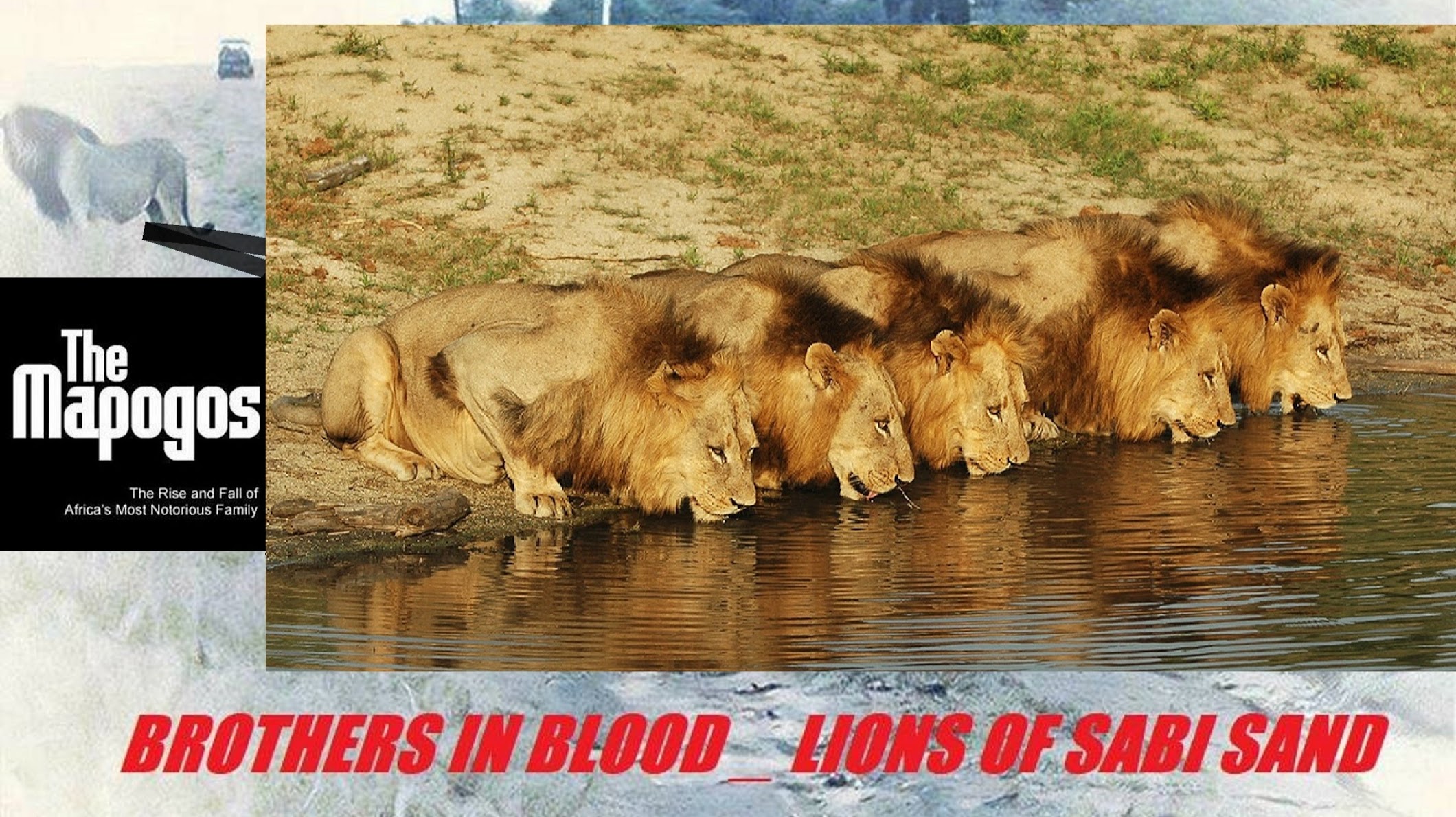 The Mapogos - Lions of Sabi Sand