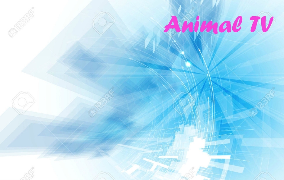 ANIMAL TV
