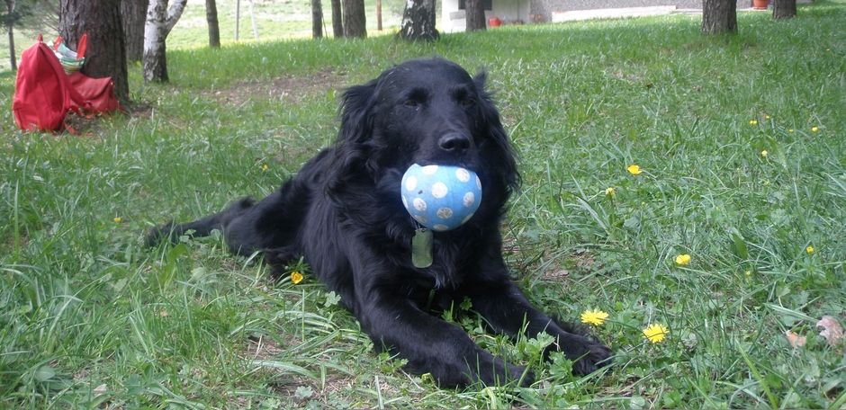 Dragoslav Dobričić