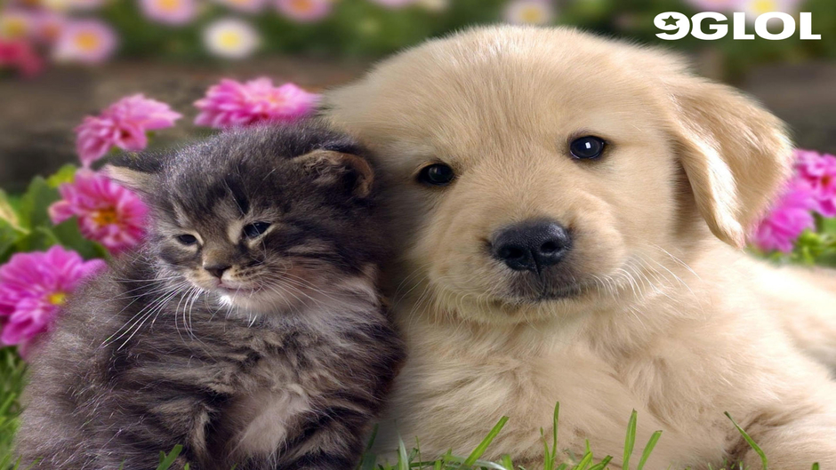 9GLOL  Go Fun The World