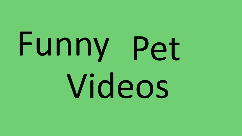 funny pet videos